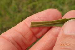 Erigeron primulifolius
