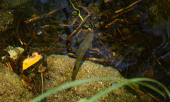 Achondrostoma