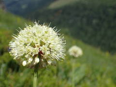 Allium victorialis