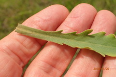 Erigeron primulifolius