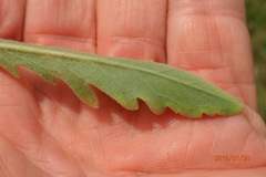 Erigeron primulifolius