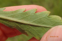 Erigeron primulifolius