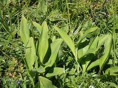 Allium victorialis