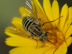 Parageron gratus