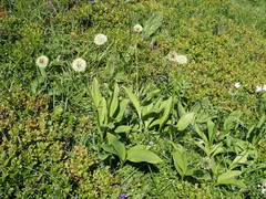 Allium victorialis