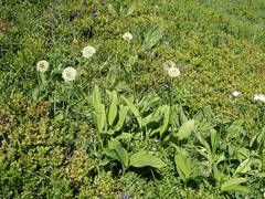 Allium victorialis