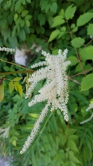 Aruncus