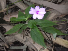 Impatiens platypetala