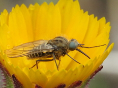 Parageron gratus