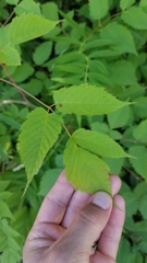 Aruncus