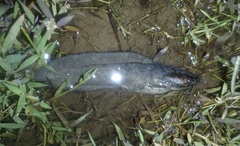 Clarias fuscus