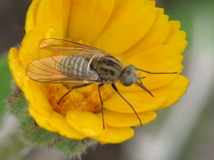 Parageron gratus