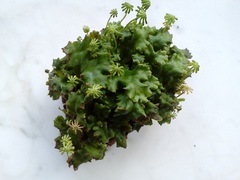 Marchantia polymorpha ruderalis