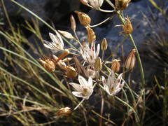 Allium moschatum