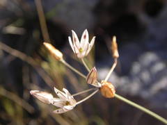 Allium moschatum