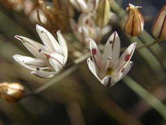 Allium moschatum