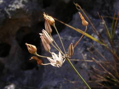 Allium moschatum