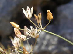 Allium moschatum