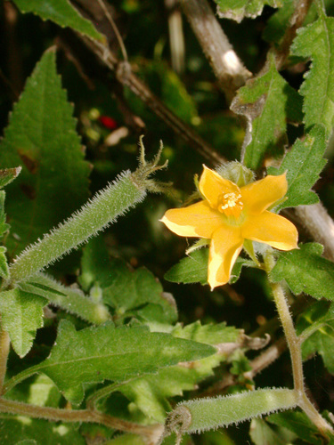 Tropical Blazingstar Meas Octc Flora Guide · Inaturalist