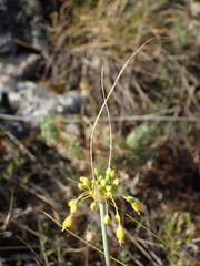 Allium flavum