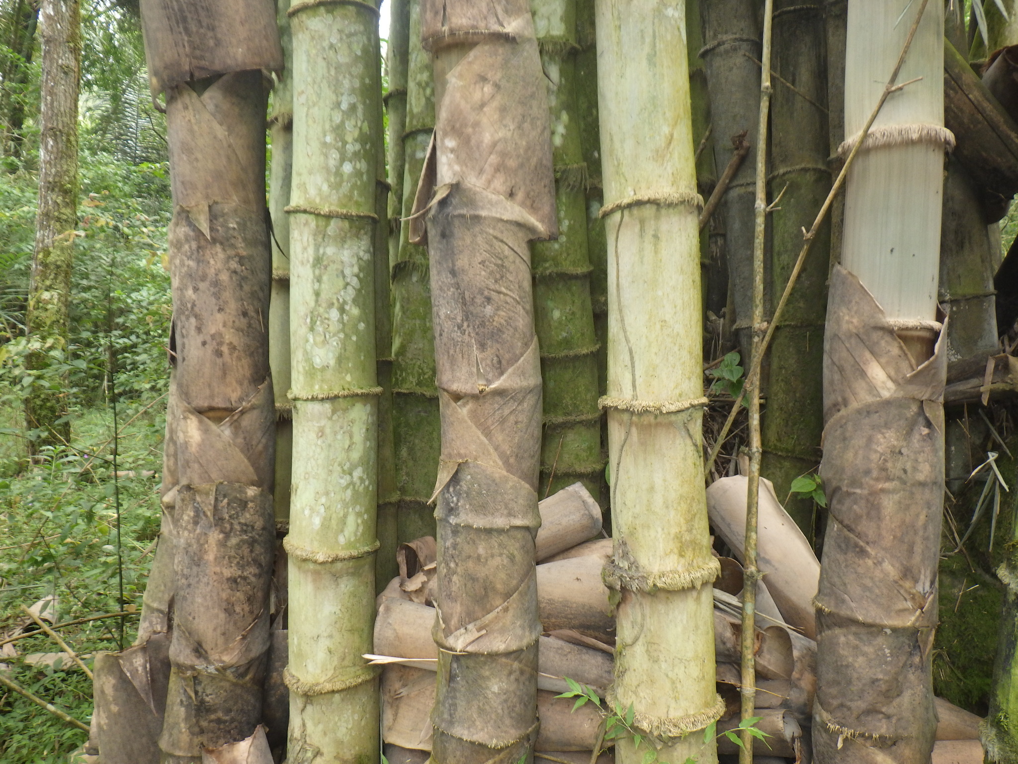 Dendrocalamus