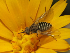Parageron gratus