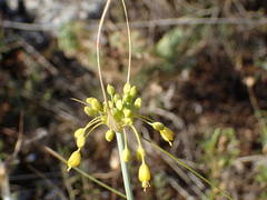 Allium flavum