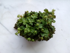 Marchantia polymorpha ruderalis