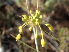 Allium flavum