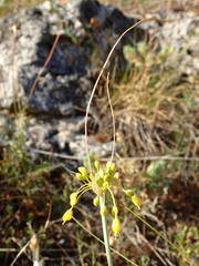 Allium flavum