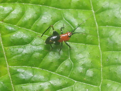 Conocephalus melaenus