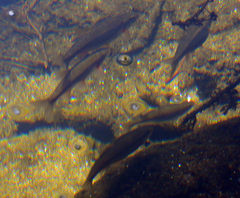 Achondrostoma