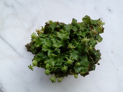 Marchantia polymorpha ruderalis