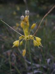 Allium flavum