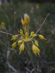 Allium flavum