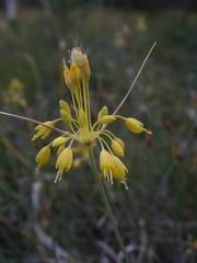 Allium flavum