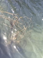 Sargassum muticum