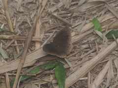 Mycalesis janardana
