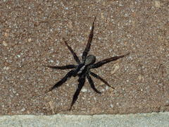 Schizocosa crassipes