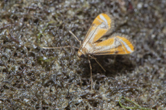 Eristena mangalis