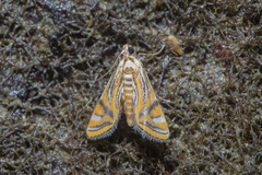 Eristena