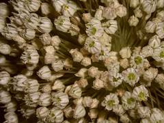 Allium polyanthum