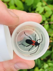 Purpuricenus humeralis