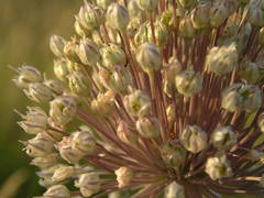 Allium polyanthum