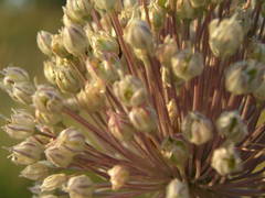 Allium polyanthum