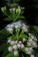 Chromolaena odorata
