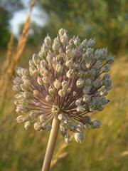 Allium polyanthum