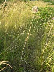 Allium polyanthum