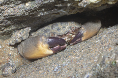 Myomenippe hardwickii