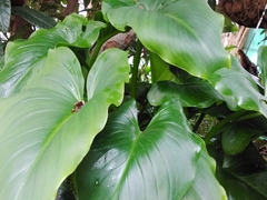 Zantedeschia